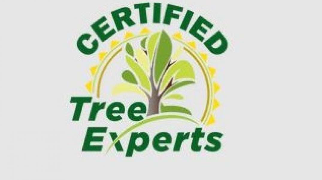 Tree Removal Service in Loganville, GA | Certified Tree Experts
