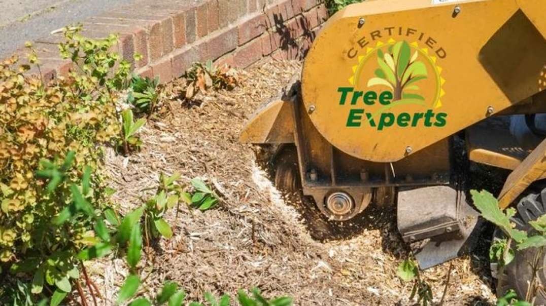 Certified Tree Experts Services in Loganville, GA