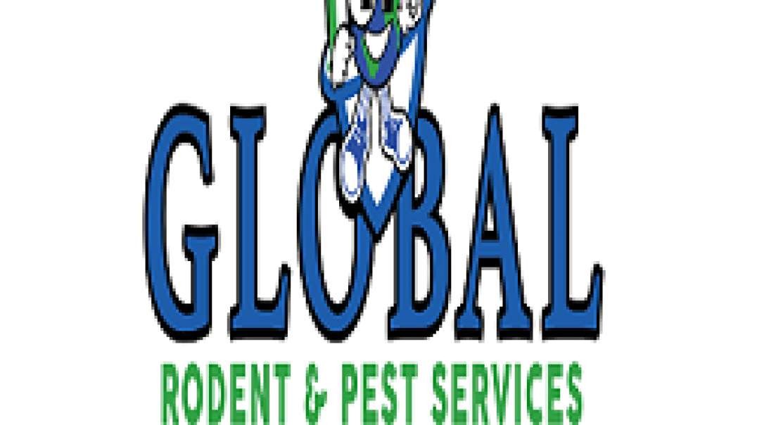 Global Rodent & Pest Services | Wildlife Removal in Bakersfield, CA