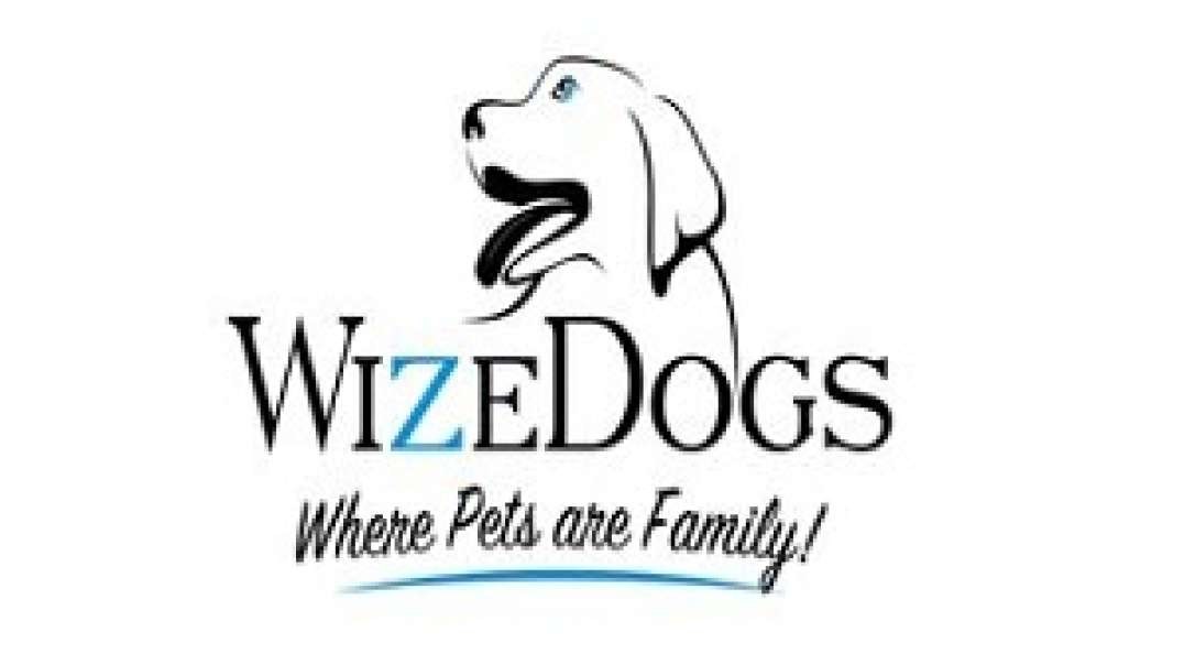 WizeDogs Labradors and Positive Dog Training Academy in Surprise, AZ